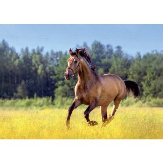 Kalendarz ścienny konie w plenerze rodzinny 280mm x 200mm Lucrum (WL10)