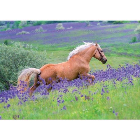 Kalendarz ścienny konie w plenerze rodzinny 280mm x 200mm Lucrum (WL10)