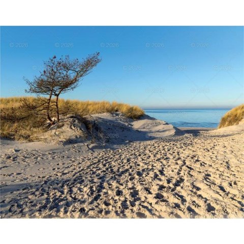 Kalendarz ścienny LASY POLSKIE 13-planszowe 2024 320mm x 470mm Lucrum (RW04)