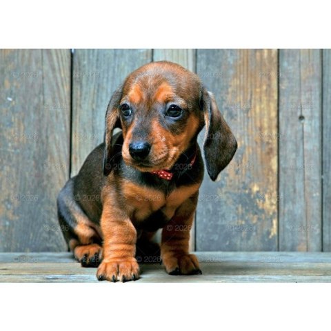 Kalendarz ścienny PSY rodzinny 280mm x 200mm Lucrum (WL08)