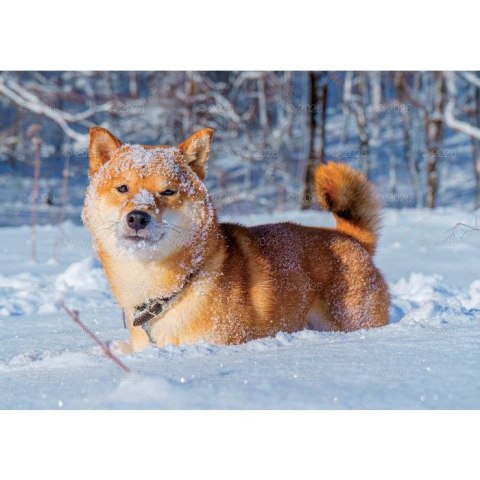 Kalendarz ścienny PSY rodzinny 280mm x 200mm Lucrum (WL08)