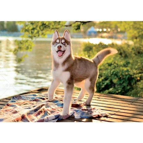 Kalendarz ścienny PSY rodzinny 280mm x 200mm Lucrum (WL08)