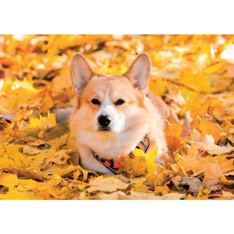 Kalendarz ścienny PSY rodzinny 280mm x 200mm Lucrum (WL08)