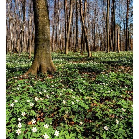 Kalendarz ścienny MAGICZNA POLSKA 13-planszowe 2024 320mm x 470mm Lucrum (RW02)