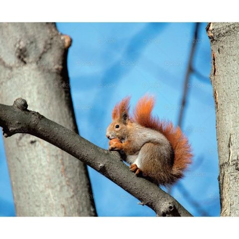 Kalendarz ścienny MALARSTWO IMPRESJONISTÓW 13-planszowe 2024 320mm x 470mm Lucrum (RW07)