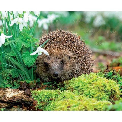 Kalendarz ścienny MALARSTWO IMPRESJONISTÓW 13-planszowe 2024 320mm x 470mm Lucrum (RW07)