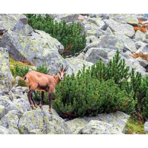 Kalendarz ścienny MALARSTWO IMPRESJONISTÓW 13-planszowe 2024 320mm x 470mm Lucrum (RW07)