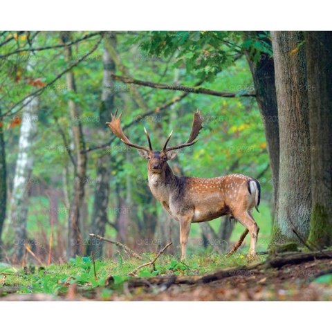 Kalendarz ścienny MALARSTWO IMPRESJONISTÓW 13-planszowe 2024 320mm x 470mm Lucrum (RW07)