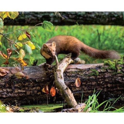 Kalendarz ścienny MALARSTWO IMPRESJONISTÓW 13-planszowe 2024 320mm x 470mm Lucrum (RW07)