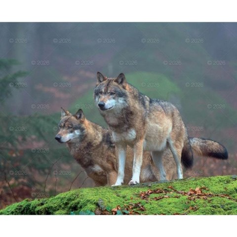 Kalendarz ścienny MALARSTWO IMPRESJONISTÓW 13-planszowe 2024 320mm x 470mm Lucrum (RW07)