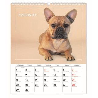 Kalendarz ścienny WIELOPLANSZOWY 355mm x 400mm Interdruk (PSY)