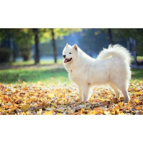 Kalendarz ścienny trójdzielny x 320mm Lucrum (KT14)