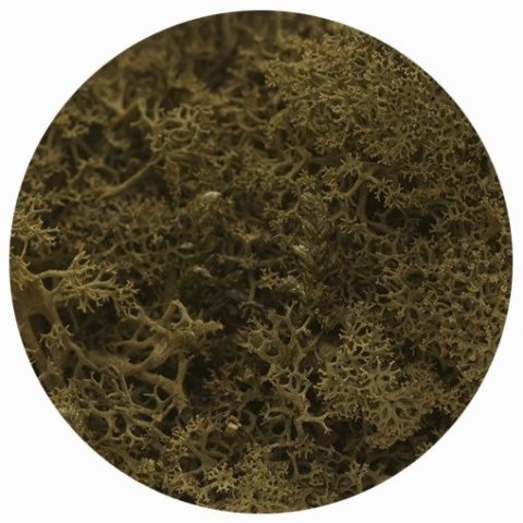 Dekoracja dekoracja florystyczna mech chrobotek reniferowy Titanum (100 gram)