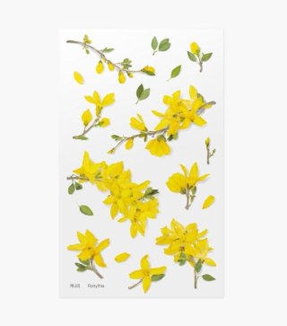 Naklejka (nalepka) kwiaty forsycja (nd) (APS-040)