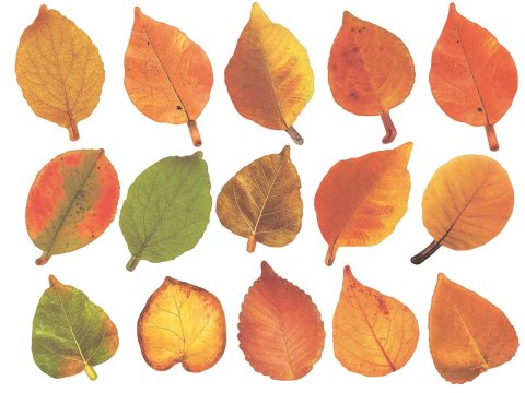 Ozdoba papierowa Craft-Fun Series liście papierowe Titanum (24XQ0501-9)