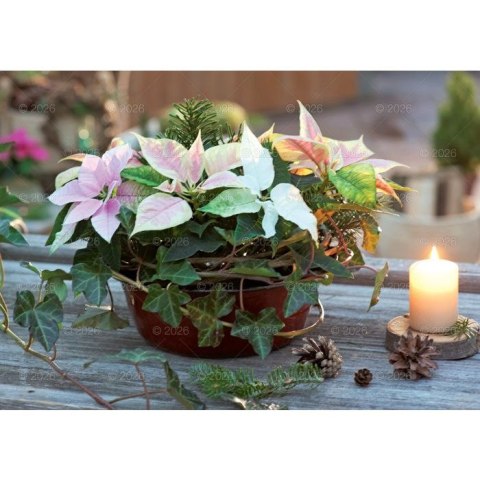 Kalendarz ścienny Kwiaty ozdobne rodzinny 2026 280mm x 200mm Lucrum (WL02)