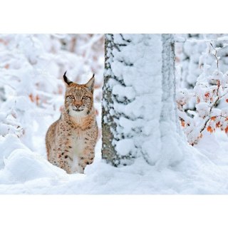 Kalendarz ścienny LEŚNI PRZYJACIELE rodzinny 2026 280mm x 400mm Lucrum (WL07)