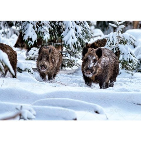 Kalendarz ścienny LEŚNI PRZYJACIELE rodzinny 2026 280mm x 400mm Lucrum (WL07)