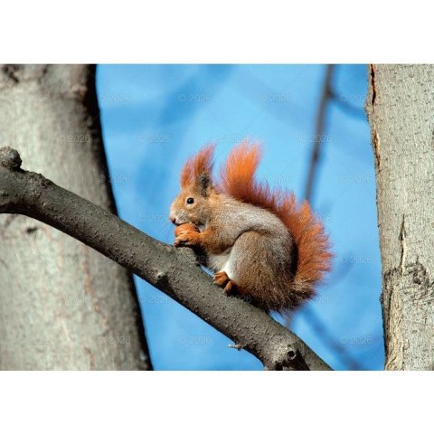 Kalendarz ścienny LEŚNI PRZYJACIELE rodzinny 2026 280mm x 400mm Lucrum (WL07)