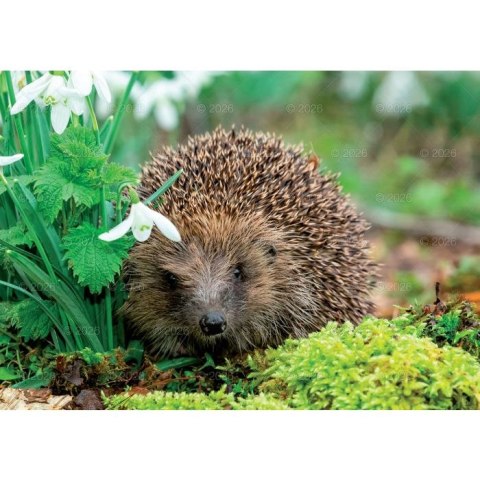 Kalendarz ścienny LEŚNI PRZYJACIELE rodzinny 2026 280mm x 400mm Lucrum (WL07)