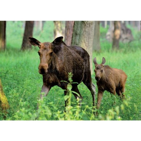 Kalendarz ścienny LEŚNI PRZYJACIELE rodzinny 2026 280mm x 400mm Lucrum (WL07)