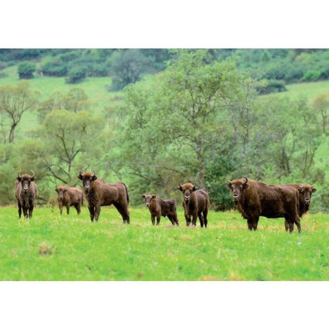 Kalendarz ścienny LEŚNI PRZYJACIELE rodzinny 2026 280mm x 400mm Lucrum (WL07)