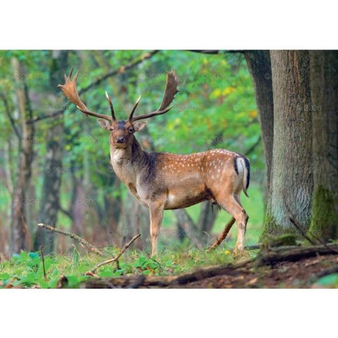 Kalendarz ścienny LEŚNI PRZYJACIELE rodzinny 2026 280mm x 400mm Lucrum (WL07)