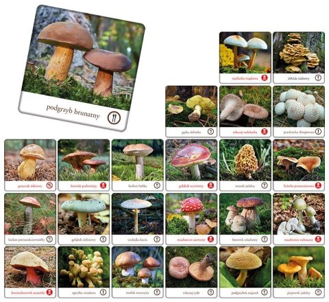 Gra pamięciowa GRZYBY POLSKIE Adamigo