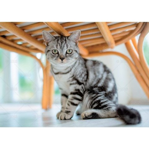 Kalendarz ścienny koty i kotki rodzinny 280mm x 200mm Lucrum (WL09)