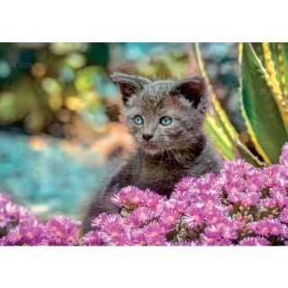 Kalendarz ścienny koty i kotki rodzinny 280mm x 200mm Lucrum (WL09)