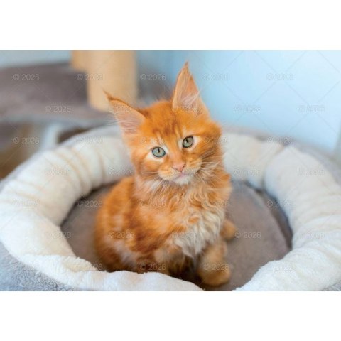 Kalendarz ścienny koty i kotki rodzinny 280mm x 200mm Lucrum (WL09)